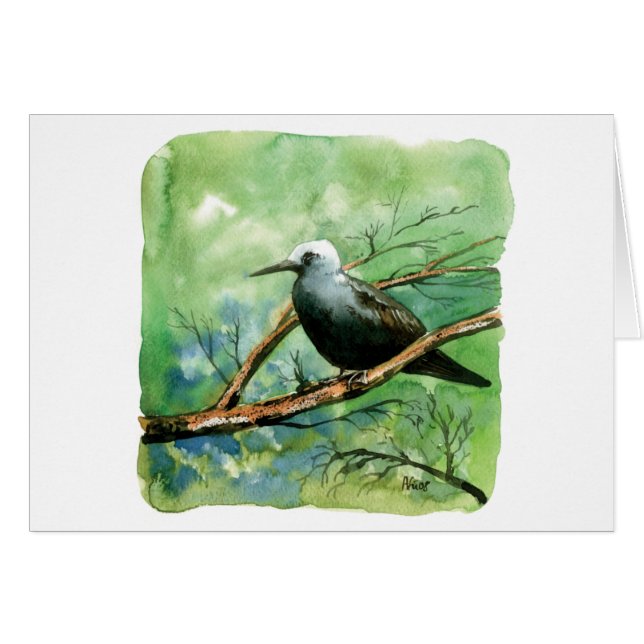 Lesser noddy (Voorkant Horizontaal)