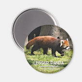 Lesser panda magneet (Voorkant / Achterkant)