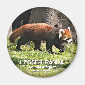 Lesser panda magneet (Voorkant)