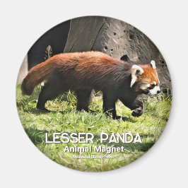 Lesser panda magneet