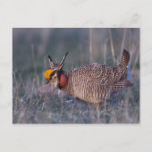 Lesser Prairie-Chicken, Tympanuchus Briefkaart (Voorkant)