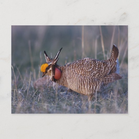 Lesser Prairie-Chicken, Tympanuchus Briefkaart (Voorkant)