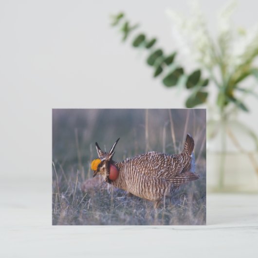 Lesser Prairie-Chicken, Tympanuchus Briefkaart (Staand voorkant)