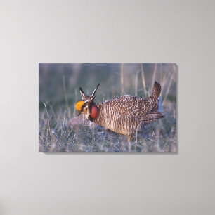 Lesser Prairie-Chicken, Tympanuchus Canvas Afdruk