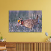 Lesser Prairie-Chicken, Tympanuchus Canvas Afdruk (Insitu (Woonkamer))