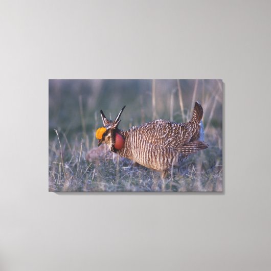 Lesser Prairie-Chicken, Tympanuchus Canvas Afdruk (Voorkant)