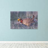 Lesser Prairie-Chicken, Tympanuchus Canvas Afdruk (Insitu (Houten vloer))