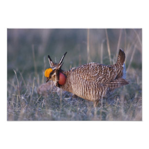 Lesser Prairie-Chicken, Tympanuchus Foto Afdruk