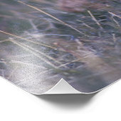 Lesser Prairie-Chicken, Tympanuchus Foto Afdruk (Hoek)