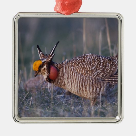 Lesser Prairie-Chicken, Tympanuchus Metalen Ornament (Voorkant)