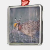 Lesser Prairie-Chicken, Tympanuchus Metalen Ornament (Links)