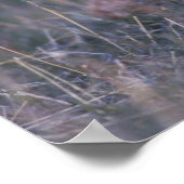 Lesser Prairie-Chicken, Tympanuchus Poster (Hoek)