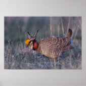 Lesser Prairie-Chicken, Tympanuchus Poster (Voorkant)