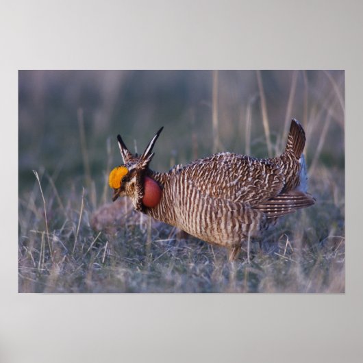 Lesser Prairie-Chicken, Tympanuchus Poster (Voorkant)