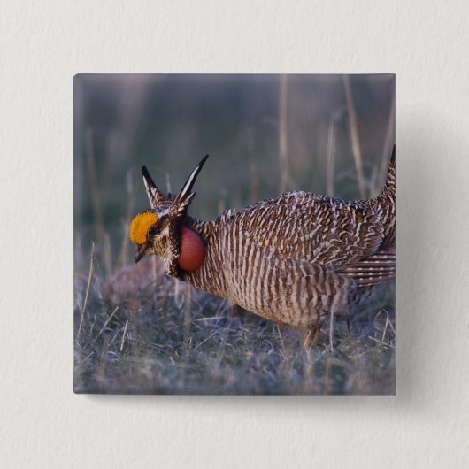 Lesser Prairie-Chicken, Tympanuchus Vierkante Button 5,1 Cm (Voorkant)
