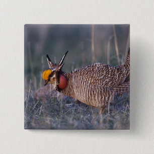 Lesser Prairie-Chicken, Tympanuchus Vierkante Button 5,1 Cm
