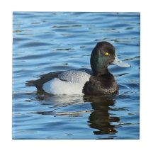 Lesser Scaup - Bluebill Duck Drake
