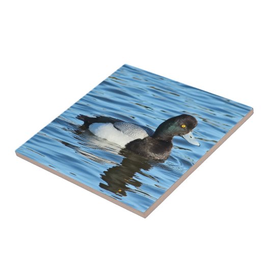 Lesser Scaup - Bluebill Duck Drake Tegeltje (Zijkant)