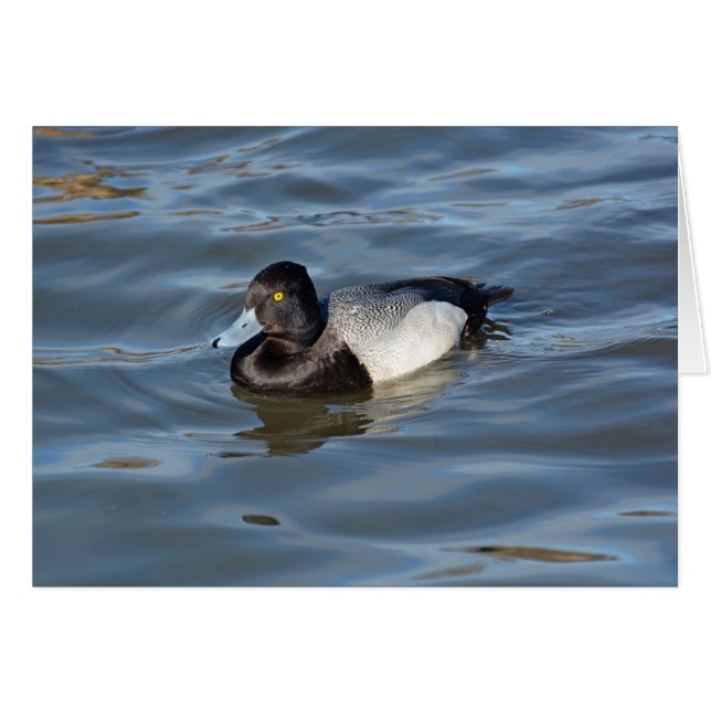 Lesser Scaup Duck (Voorkant Horizontaal)