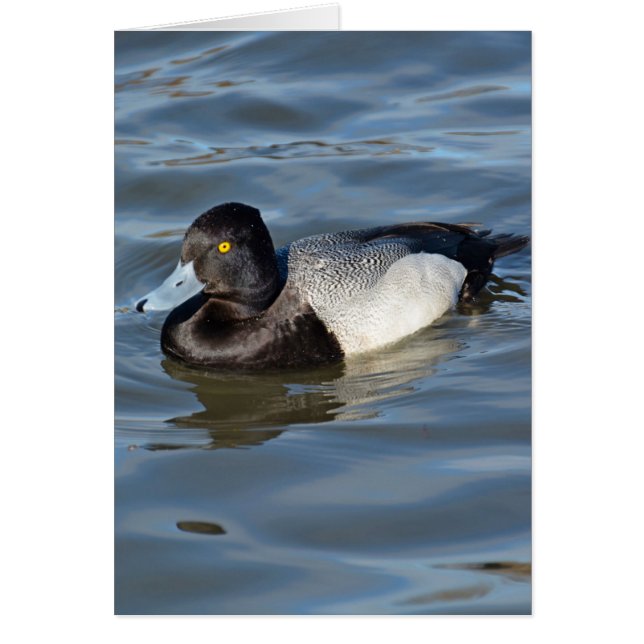 Lesser Scaup Duck (Voorkant)