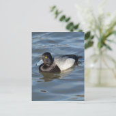 Lesser Scaup Duck Briefkaart (Staand voorkant)