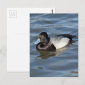 Lesser Scaup Duck Briefkaart (Voorkant / Achterkant)