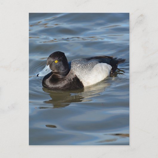 Lesser Scaup Duck Briefkaart (Voorkant)