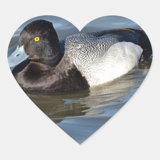 Lesser Scaup Duck Hart Sticker (Voorkant)