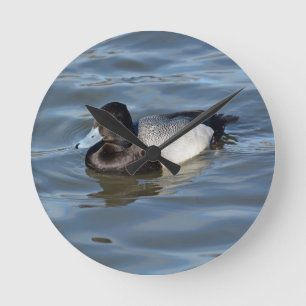 Lesser Scaup Duck Ronde Klok