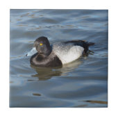 Lesser Scaup Duck Tegeltje (Voorkant)