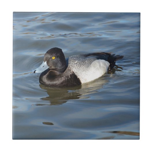Lesser Scaup Duck Tegeltje (Voorkant)