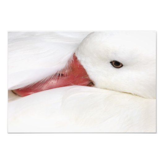 Lesser Snow Goose Chen caerulescens Foto Afdruk (Voorkant)