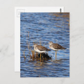 Lesser Yellowlegs Foto Briefkaart (Voorkant / Achterkant)