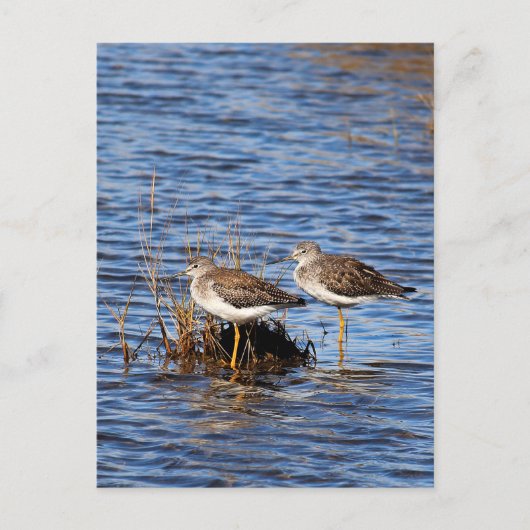 Lesser Yellowlegs Foto Briefkaart (Voorkant)