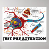 Let gewoon op (Neuron / Synapse Anatomical) Poster (Voorkant)