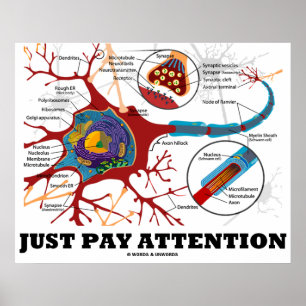 Let gewoon op (Neuron / Synapse Anatomical) Poster