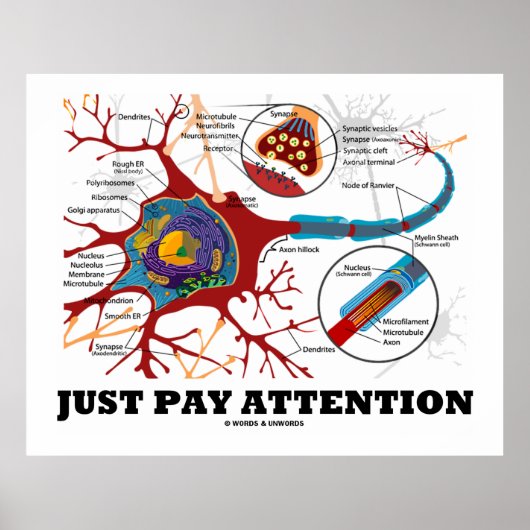 Let op advies Neuron / Synapse Poster (Voorkant)