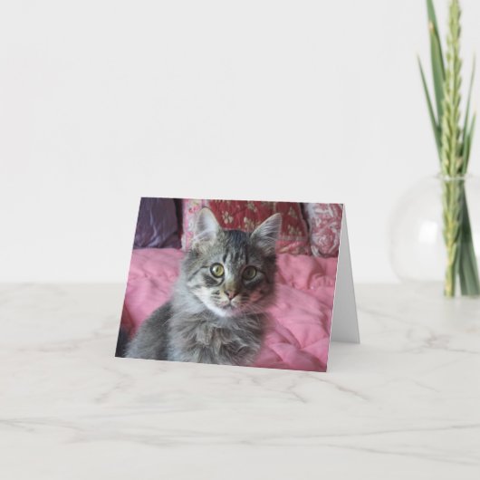 Let op Kaart met kitten foto (Voorkant)