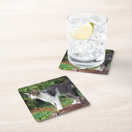 Let op! Kat - Kat - Onderzetter (Insitu)