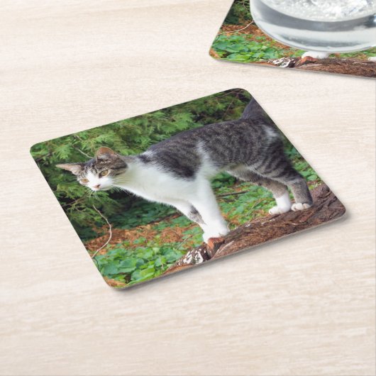 Let op! Kat - Kat - Onderzetter (Schuin)