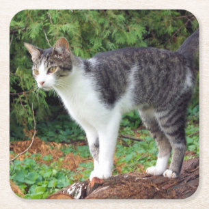 Let op! Kat - Kat - Onderzetter