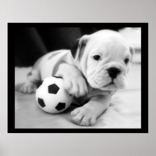"Let s Play Soccer" English Bulldog Poster