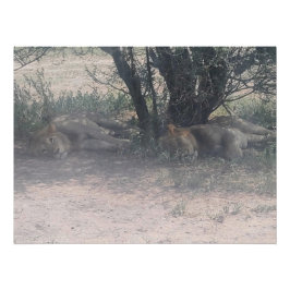 Let Sleepy Lions Lie Perfect Poster