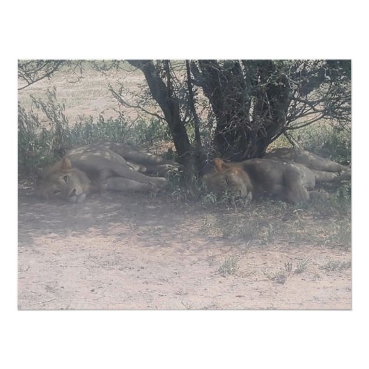 Let Sleepy Lions Lie Perfect Poster (Voorkant)