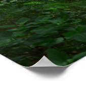 Letchworth Bridge Green Forest 36" x 24" Poster (Hoek)