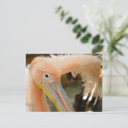 Lettend op u het Briefkaart van de Pelikaan (Staand voorkant)