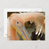 Lettend op u het Briefkaart van de Pelikaan (Voorkant / Achterkant)