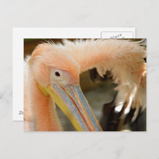 Lettend op u het Briefkaart van de Pelikaan (Voorkant / Achterkant)