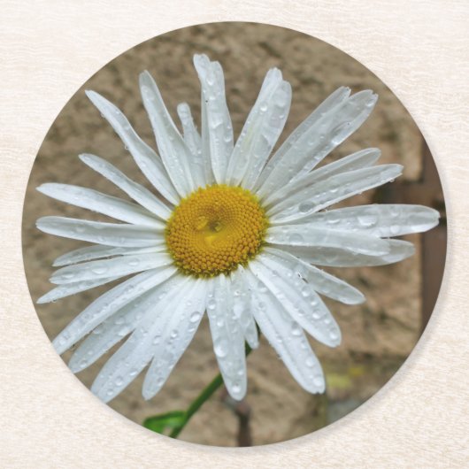 Leucanthemum Bloom Ronde Kartonnen Onderzetter (Voorkant)