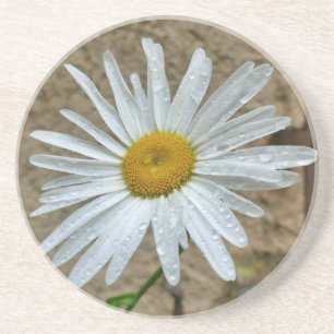 Leucanthemum Bloom Zandsteen Onderzetter